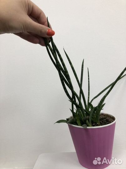 Сансевиерия цилиндрика