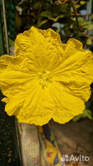 Люфа -мочалка, семена