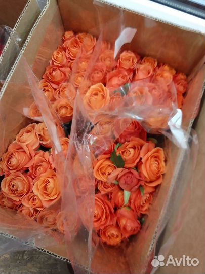 Розы оптом