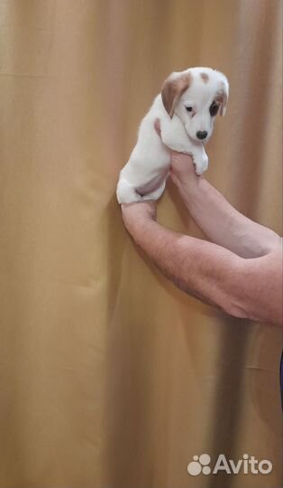 Джек рассел терьер