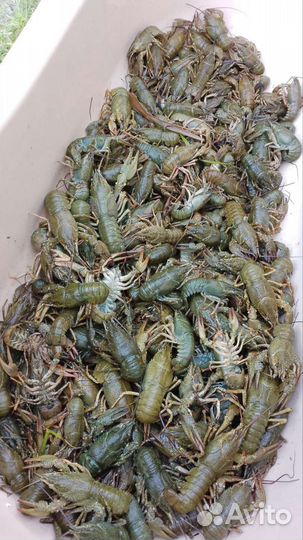 Рак Дон (дон,сал, маныч), Рыба вяленая