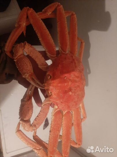 Мясо краба Стригуна/Камчатка