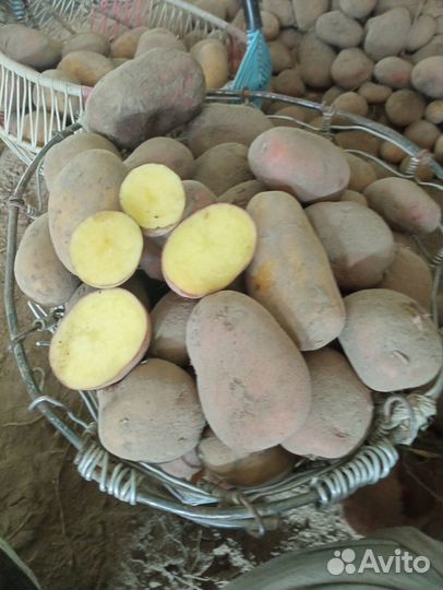 Продаю картофель крупный