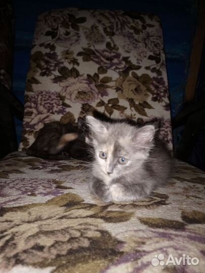 Кошки в добрые руки бесплатно