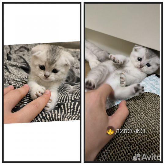 Котята серебристой шиншиллы
