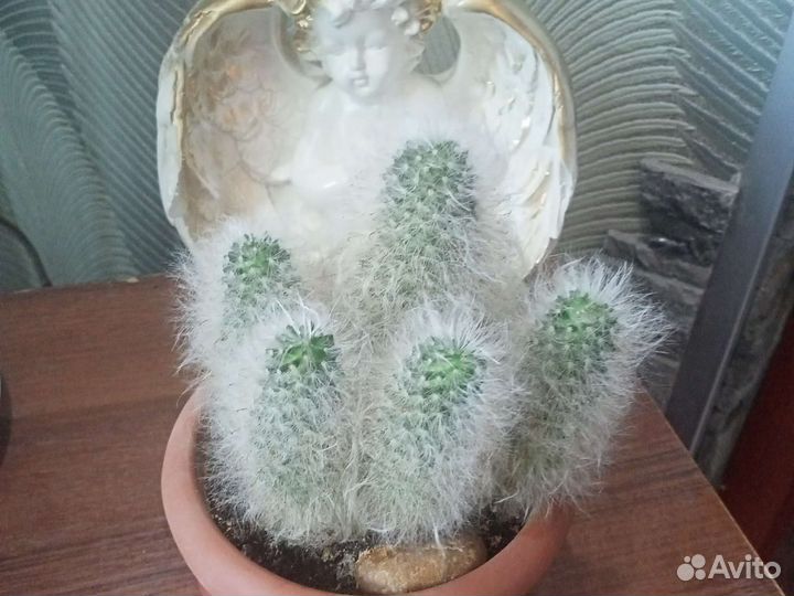 Кактус мимилярия