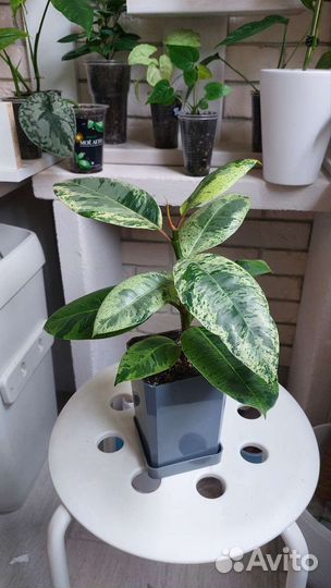 Фикус Шривериана и Мокламе