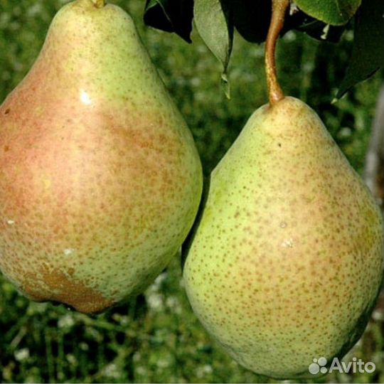 Саженцы плодовых деревьев