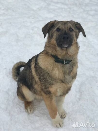 Чизкейк щенок мальчик