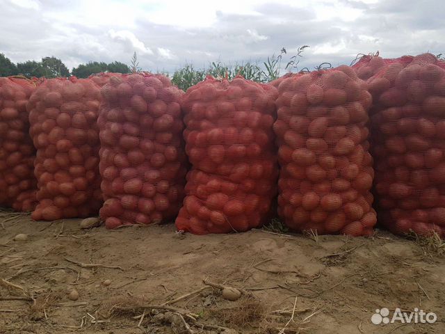 Продам жёлтый семенной картофель