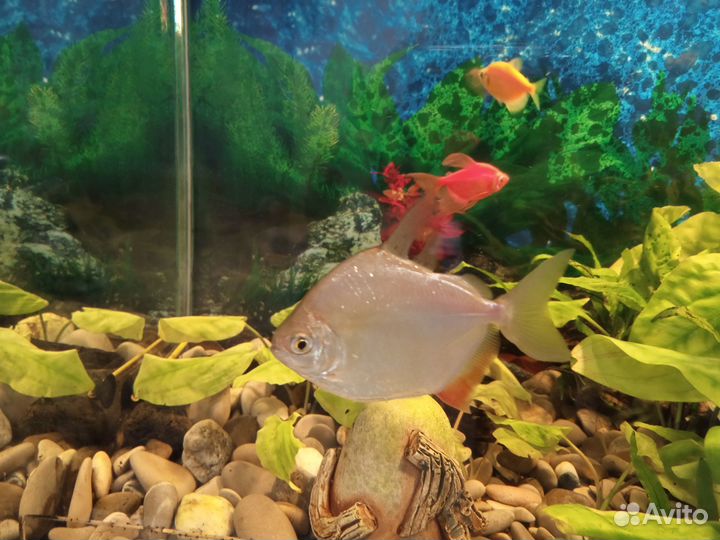 Аквариумные рыбки