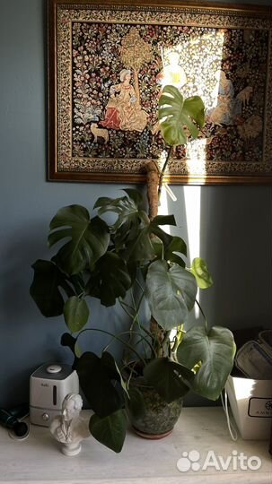 Монстера деликатесная