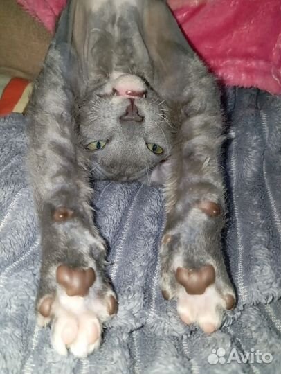 Донской сфинкс котята велюр