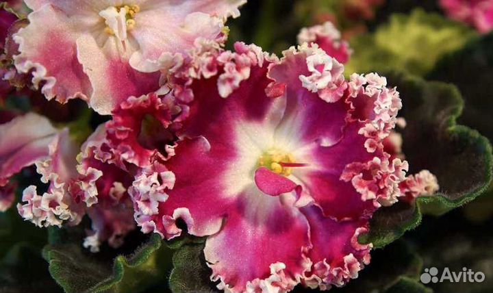 Детки сортовых фиалок