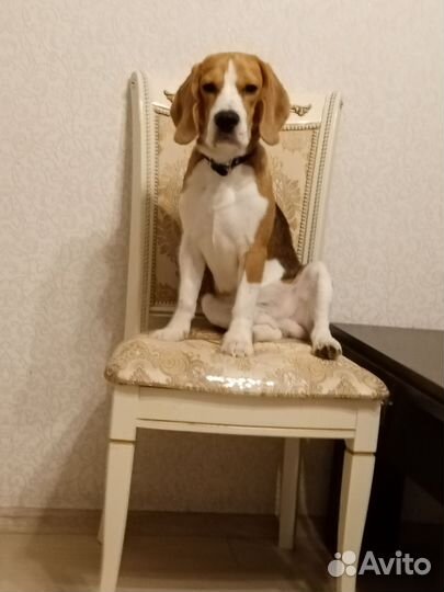 Бигль вязка