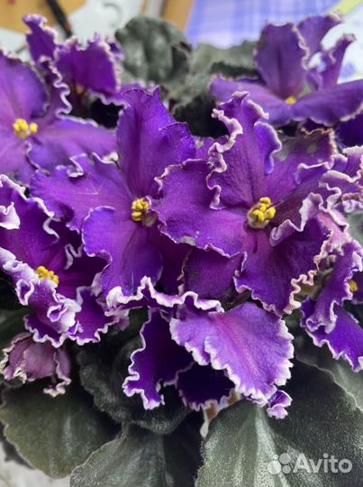 Фиалки, укорененные детки, листики в наличии