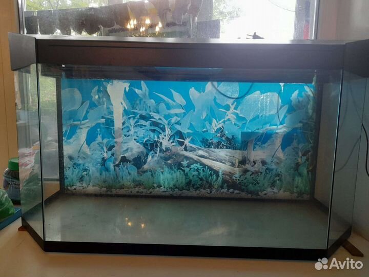 Аквариум