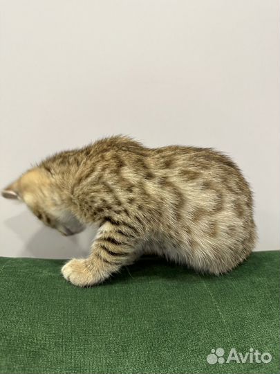 Бенгальская кошка