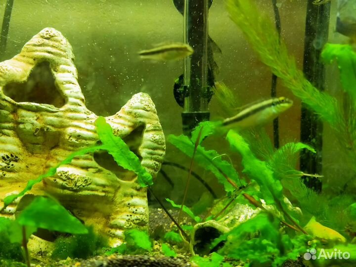 Пельвикахромис пульхер или цихлида-попугайчик