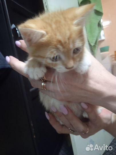 Котята (девочки)