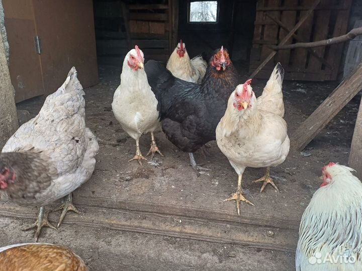 Куры несушки