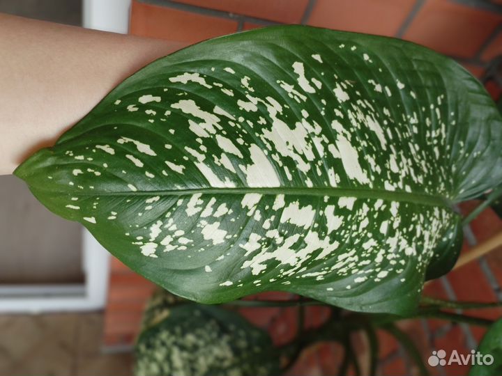 Диффенбахия крупномер