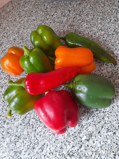 Семена сортового сладкого перца