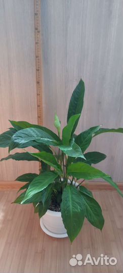 Спатифиллум Шопен