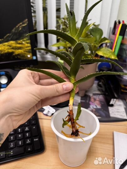 Алоэ древовидное, саккулент