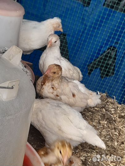 Куры несушки