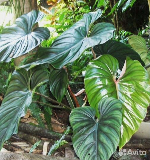 Филодендрон пловмани