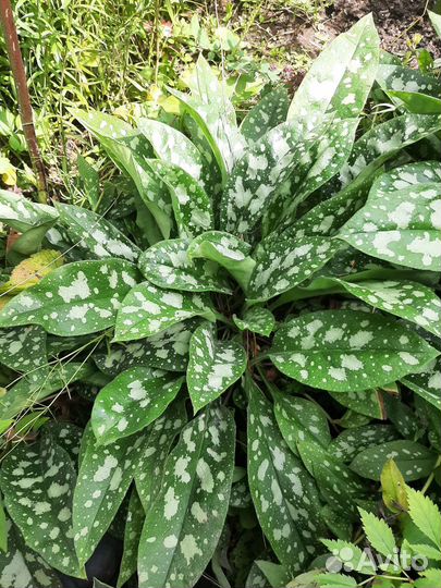 Многолетние цветы