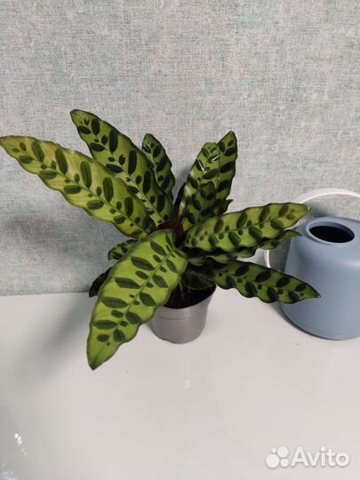 Калатея орбифолия/лансифолия