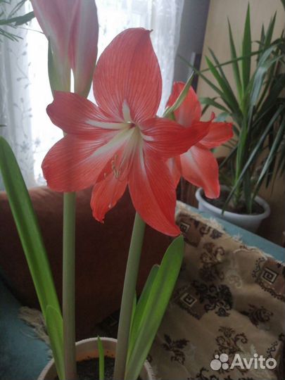 Продаются детки гиппиаструмов