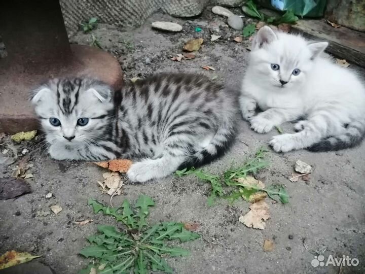 Котята в добрые руки