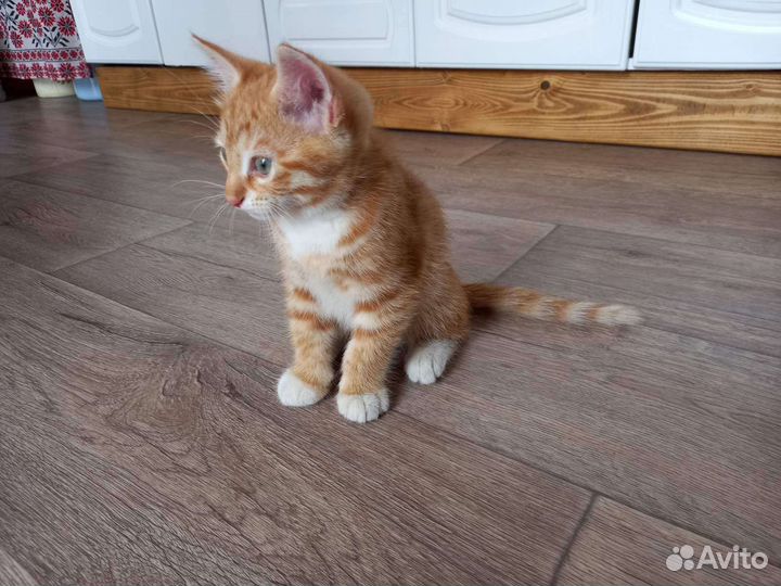 Отдам котика в добрые руки