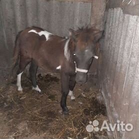 Продажа лошадей в брянской области