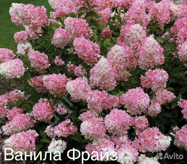 Гортензия метельчатая