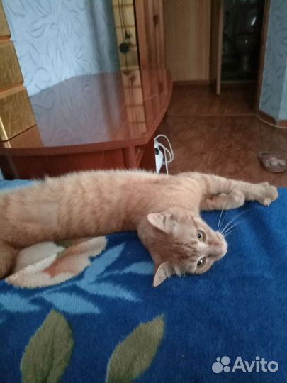 Кошечка 1год