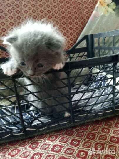 Британская