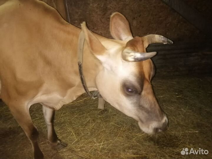 Джерсейская корова