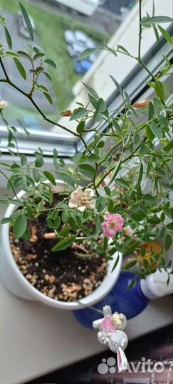 Роза комнатная