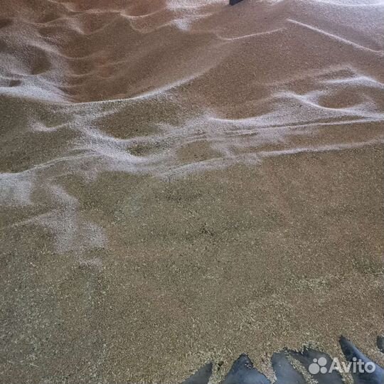 Зерно пшеница 4й класс