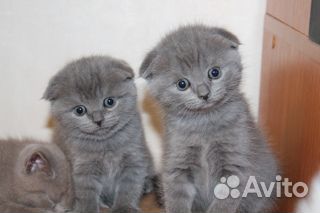 Медвежата плюшевые