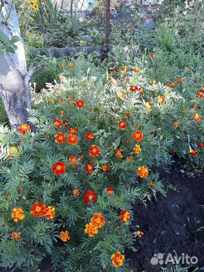 Семена бархатцы (смесь) 300 мл седерат