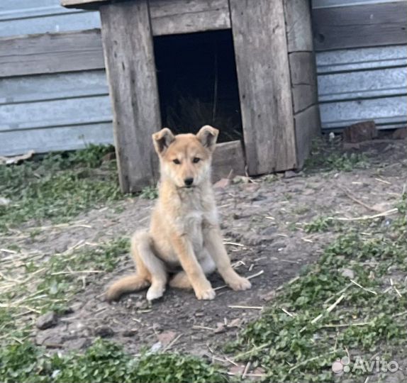 Щенки бесплатно