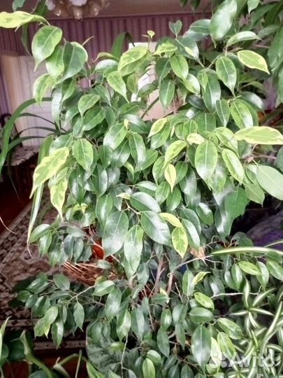 Комнатные цветы