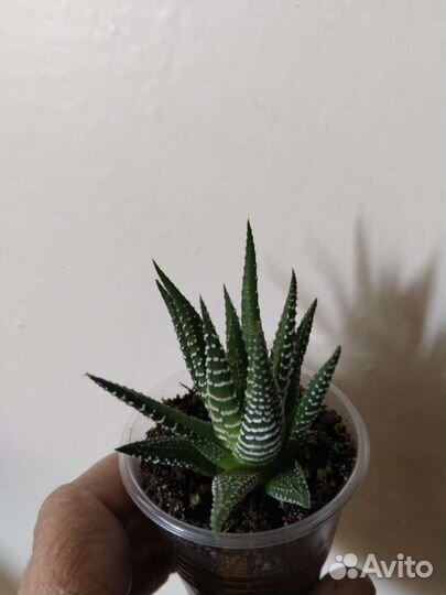 Суккуленты