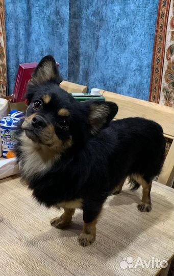 Чихуаши-малыши мини миди стандарт