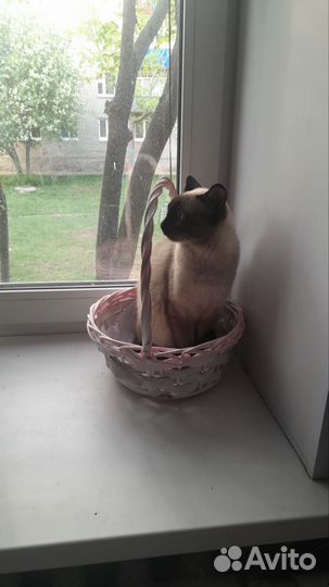 Сиамский кот